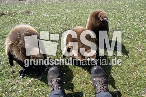 Königspinguin (81 von 84).jpg